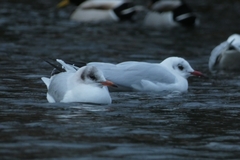 Chroicocephalus ridibundus