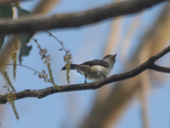 Xenopsaris albinucha