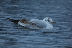 Chroicocephalus ridibundus