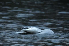 Chroicocephalus ridibundus