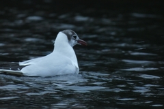 Chroicocephalus ridibundus