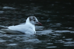 Chroicocephalus ridibundus