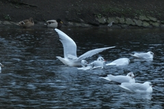 Chroicocephalus ridibundus