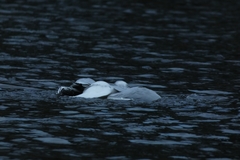 Chroicocephalus ridibundus