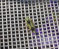 Sorhoanus orientalis