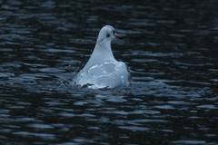 Chroicocephalus ridibundus