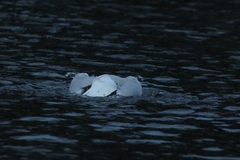 Chroicocephalus ridibundus