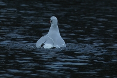 Chroicocephalus ridibundus