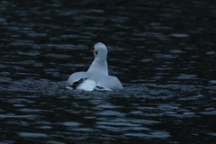 Chroicocephalus ridibundus