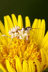 Pseudocreobotra wahlbergi