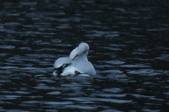 Chroicocephalus ridibundus