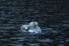 Chroicocephalus ridibundus