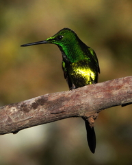 Heliodoxa imperatrix