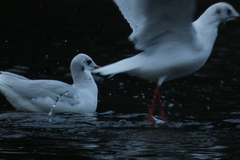 Chroicocephalus ridibundus