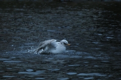 Chroicocephalus ridibundus
