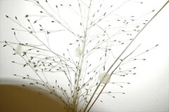 Eragrostis capillaris