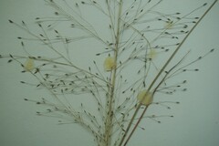 Eragrostis capillaris