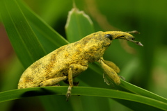 Gasteroclisus