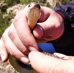 Dolichophis caspius