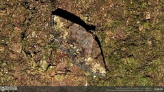 Mataeomera biangulata