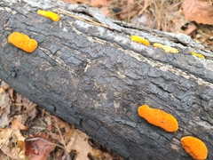Trametes cinnabarina