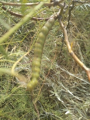 Prosopis flexuosa