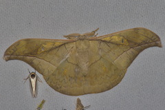 Antheraea rosieri