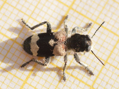 Clerus mutillarius