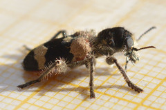 Clerus mutillarius