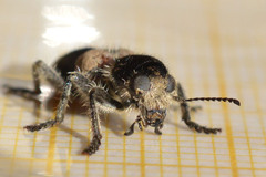 Clerus mutillarius