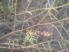 Prosopis flexuosa
