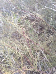 Prosopis flexuosa