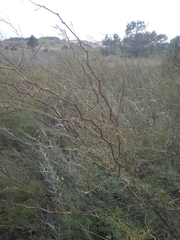 Prosopis flexuosa