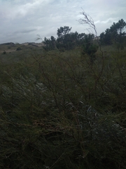 Prosopis flexuosa