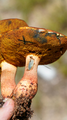 Exsudoporus floridanus