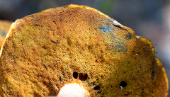 Exsudoporus floridanus