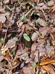 Erythronium americanum
