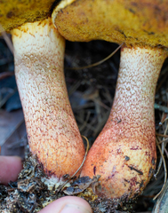 Exsudoporus floridanus