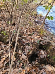 Erythronium americanum