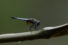 Aethriamanta gracilis