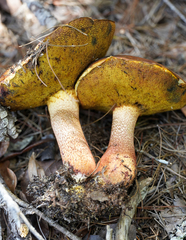 Exsudoporus floridanus