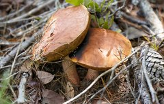 Exsudoporus floridanus