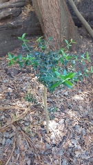 Olea europaea cuspidata
