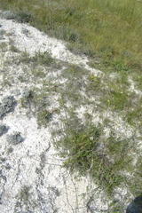 Cephalaria uralensis