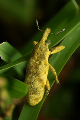 Gasteroclisus