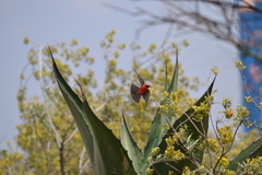 Pyrocephalus rubinus