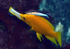 Sling-Jaw Wrasse photo 3