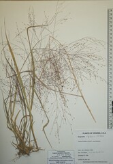Eragrostis capillaris