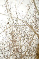 Eragrostis capillaris