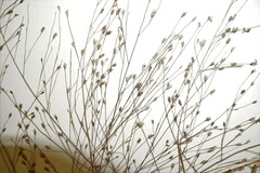 Eragrostis capillaris